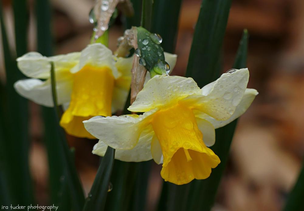 Photo of Jonquilla Daffodil (Narcissus 'Golden Echo') uploaded by drirastucker