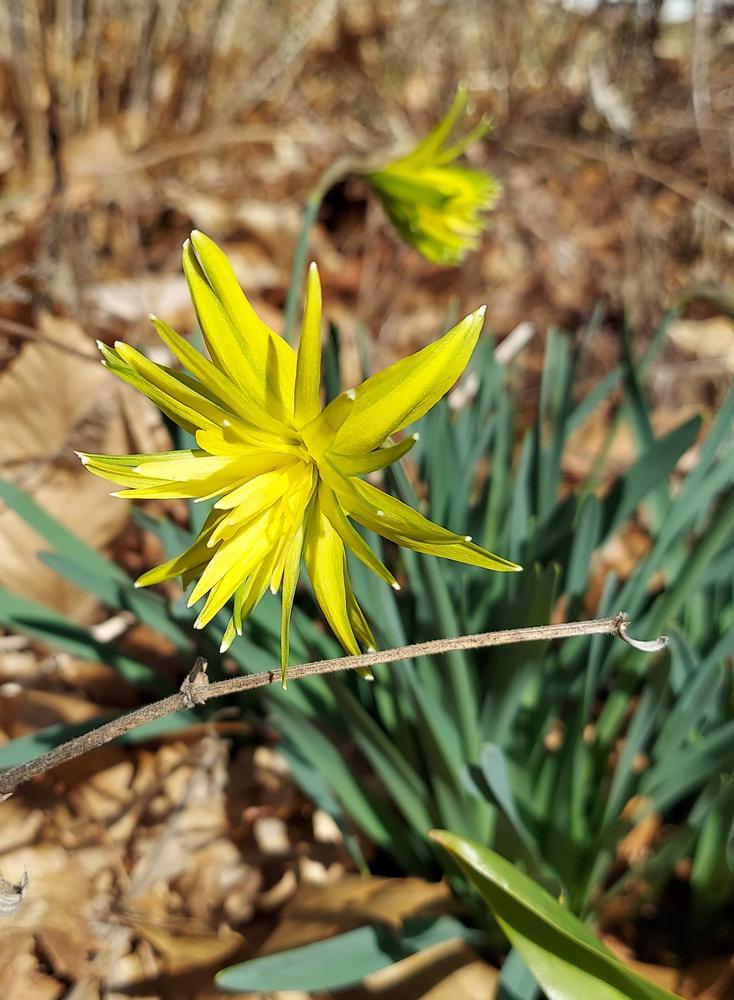Photo of Double Daffodil (Narcissus 'Rip van Winkle') uploaded by kmspellman