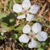 Southern Dewberry # 556; RAB page 541, 97-5-14; AG page 154, 33-5