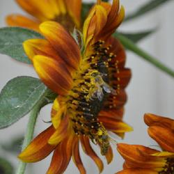 Location: an Oklahoma City garden
Date: 2017-09-04
Bees are buzzin'