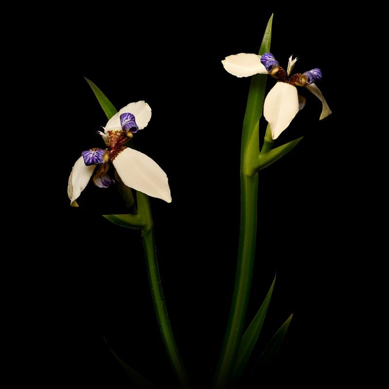 Photo of Walking Iris (Trimezia gracilis) uploaded by will18