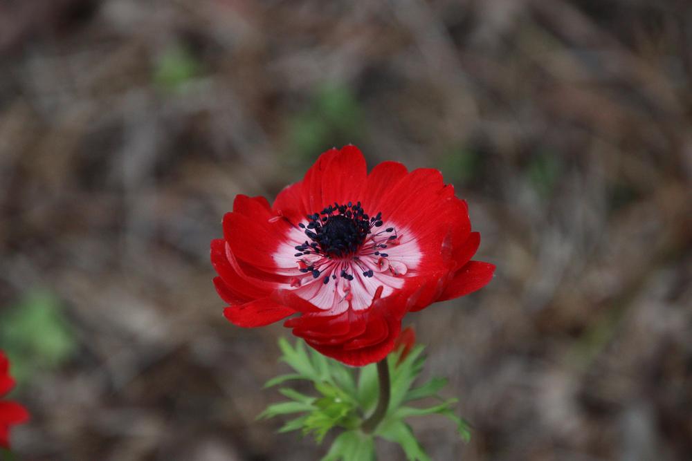 Photo of Poppy Anemone (Anemone coronaria 'The Governor') uploaded by LoriMT