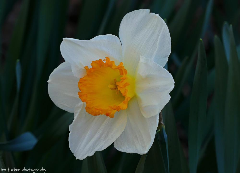 Photo of Large Cup Daffodil (Narcissus 'Sound') uploaded by drirastucker