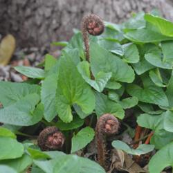 Location: an Oklahoma City garden
Date: 2024-04-01
A delightfully easy fern to grow... it reaches 2-3 across and 2 f