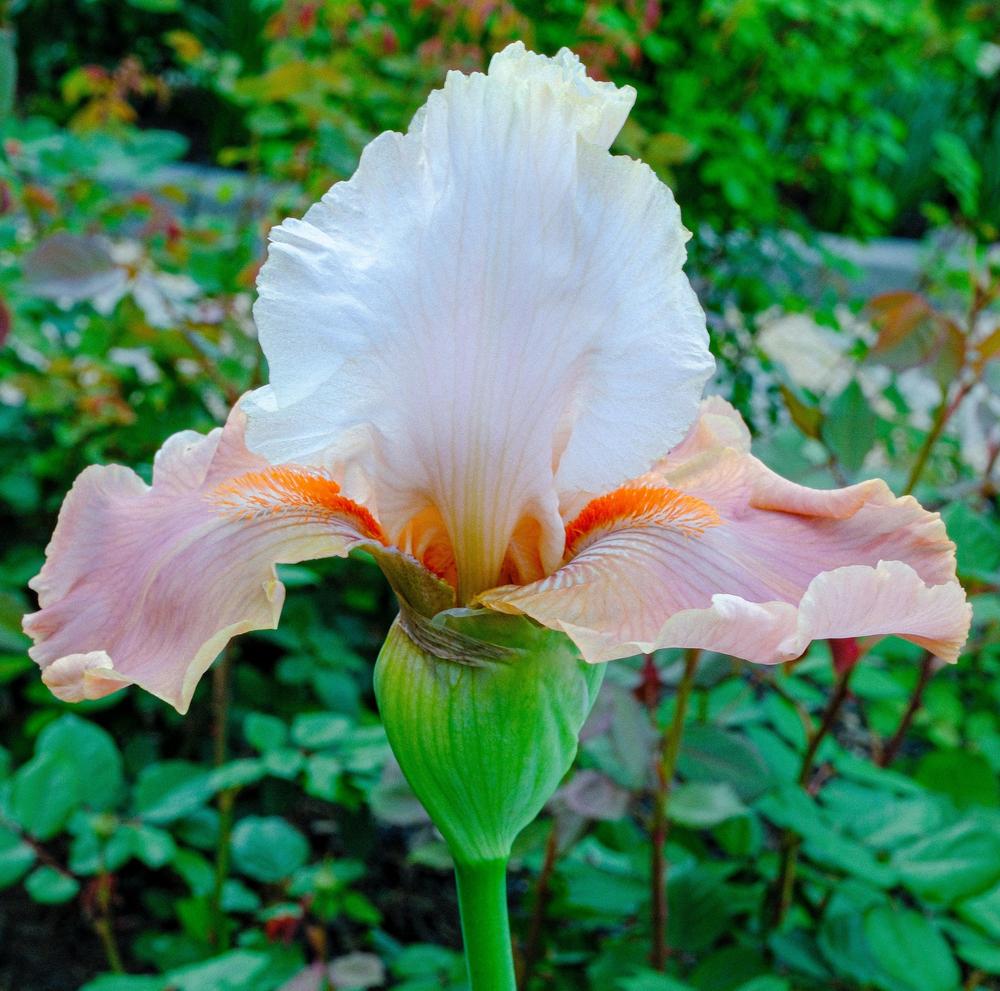 Photo of Tall Bearded Iris (Iris 'Struck Twice') uploaded by AnnKNCalif