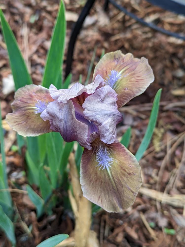 Photo of Standard Dwarf Bearded Iris (Iris 'Abracadabra') uploaded by DixieSwede