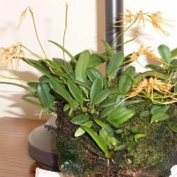 Location: Home
Date: 2021-04-03
Purchased Jan 29, 2013 from Ten Shin Gardens, Taiwan at a show in