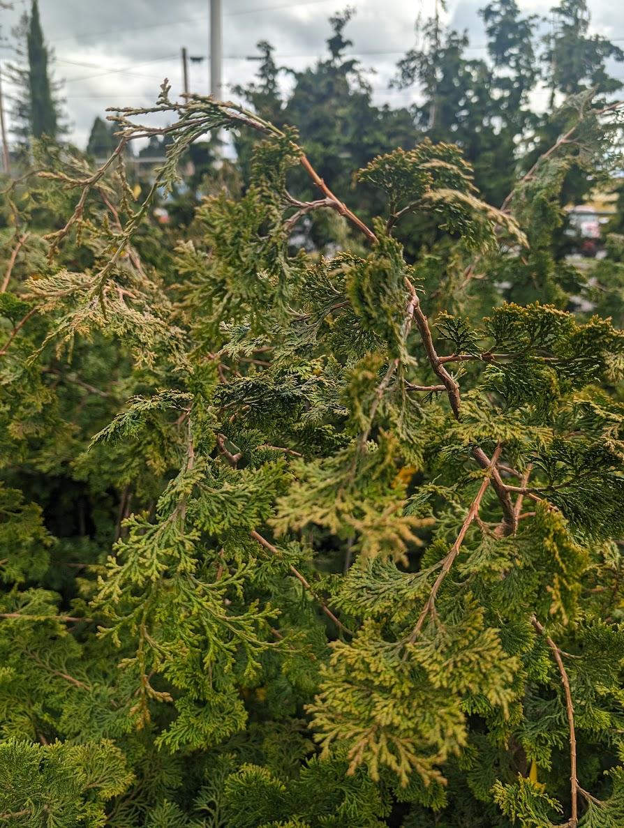 Photo of Hinoki Cypress (Chamaecyparis obtusa 'Gracilis') uploaded by Joy