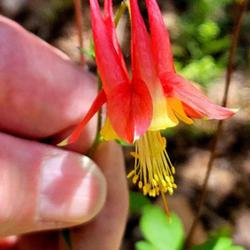 Location: Southern Pines, NC (Boyd House garden)
Date: April 5, 2024
Wild columbine #131; RAB page 453, 76-2-1. AG page 45, 1-16-1. "N