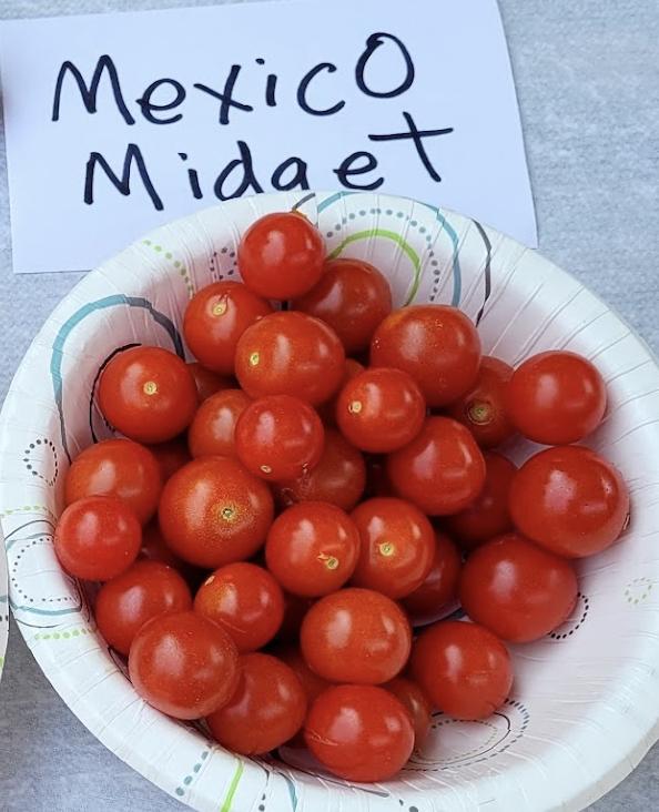 Photo of Cherry Tomato (Solanum lycopersicum 'Mexico Midget') uploaded by dnrevel