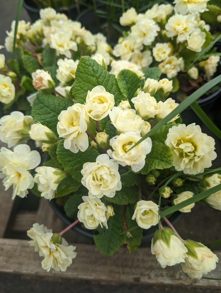 Photo of English Primrose (Primula vulgaris Belarina® Cream) uploaded by Joy