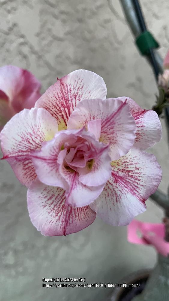 Photo of Desert Rose (Adenium 'Pink Diamond') uploaded by GigiAdeniumPlumeria