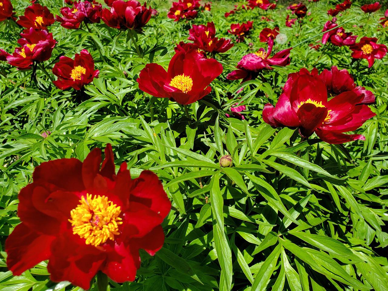 Photo of Hybrid Fern Leaf Peony (Paeonia 'Early Scout') uploaded by Joy