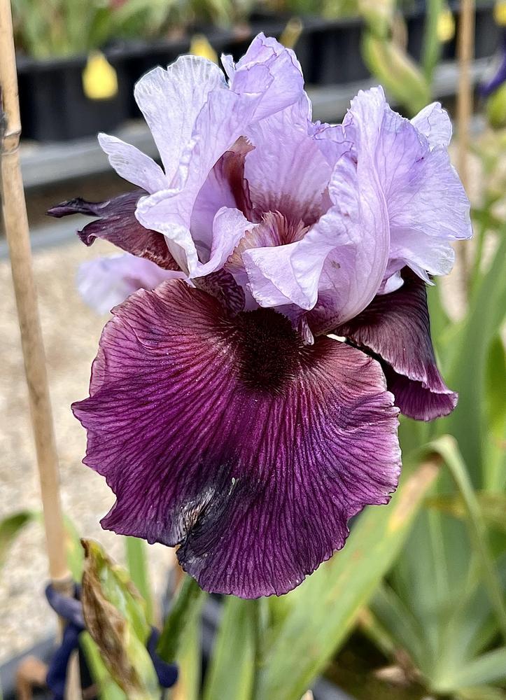 Photo of Tall Bearded Iris (Iris 'Private Eye') uploaded by LizzyLegs