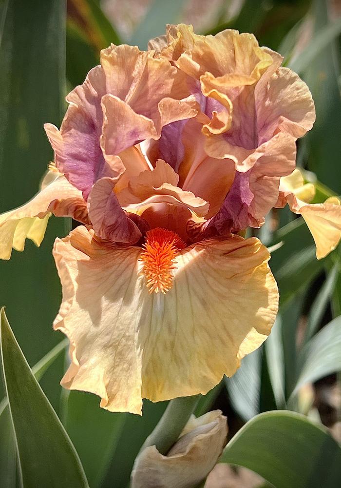 Photo of Tall Bearded Iris (Iris 'Broome Sunset') uploaded by LizzyLegs