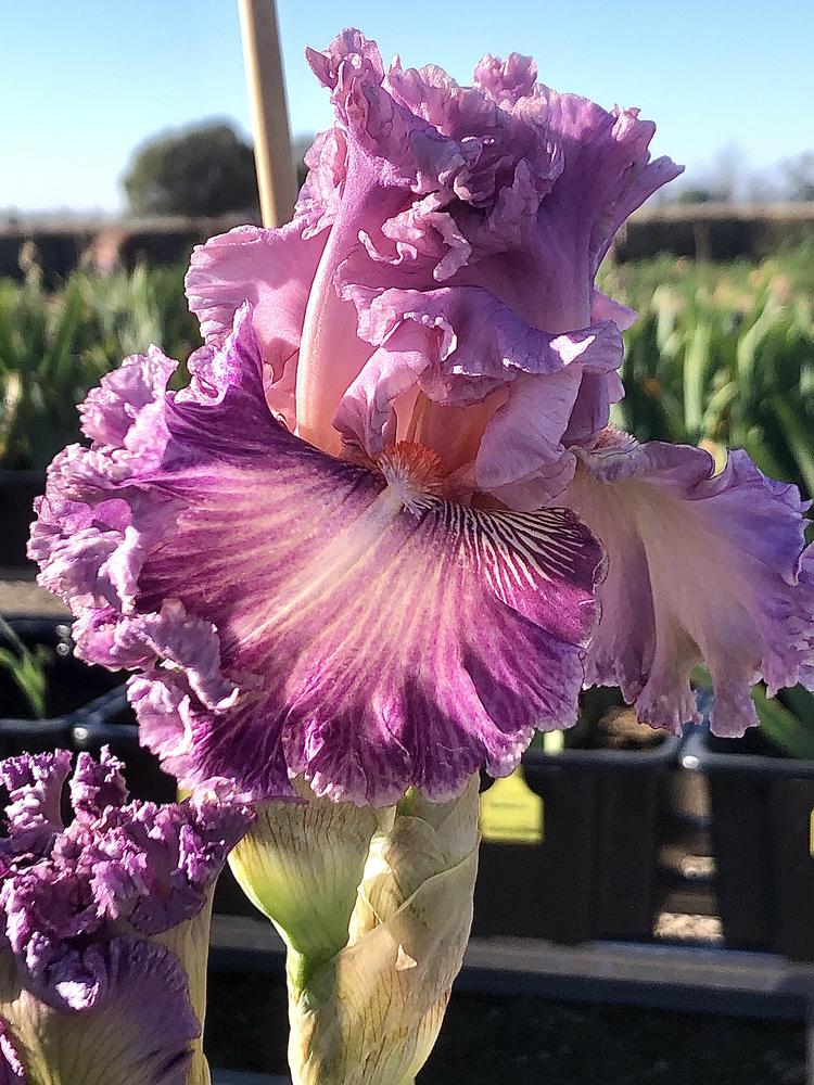 Photo of Tall Bearded Iris (Iris 'Just Witchery') uploaded by LizzyLegs