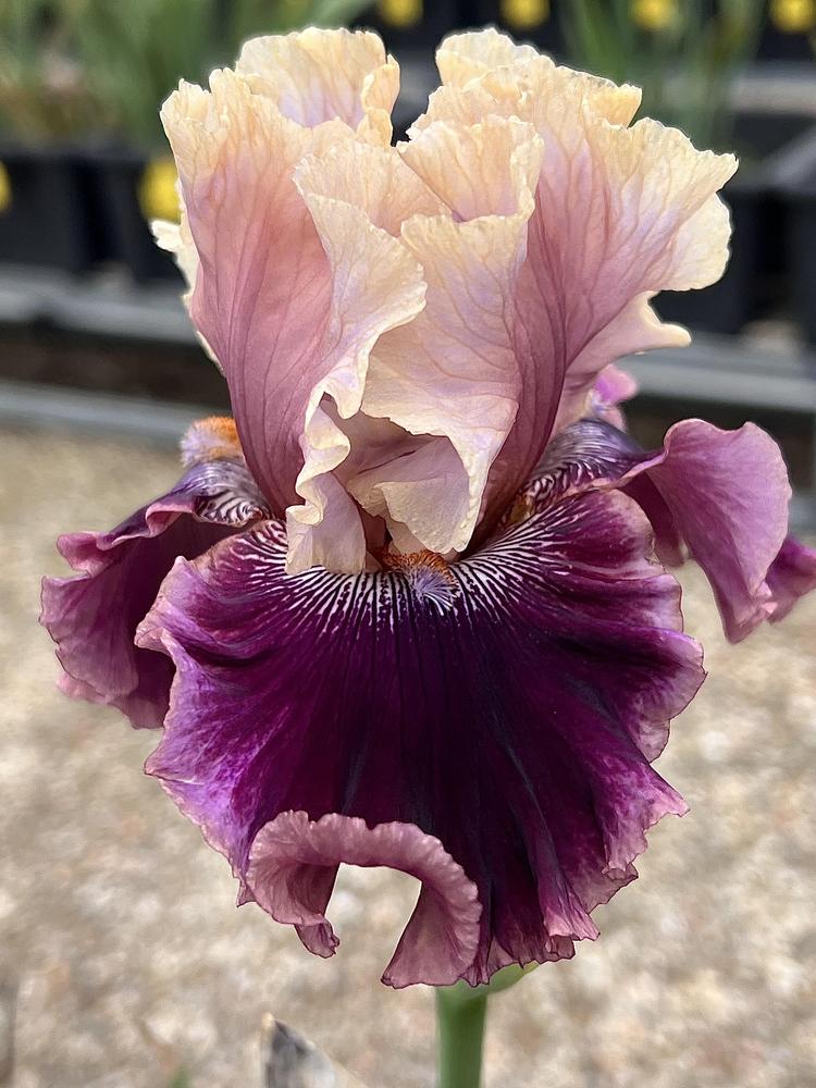 Photo of Tall Bearded Iris (Iris 'Shared Secrets') uploaded by LizzyLegs