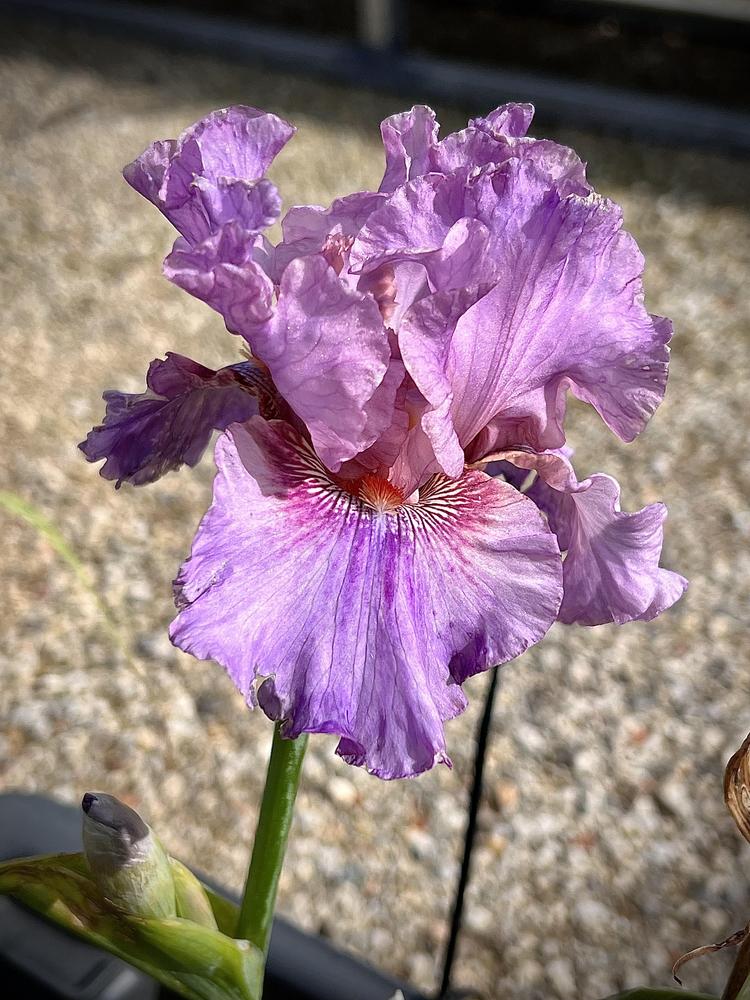 Photo of Tall Bearded Iris (Iris 'Ruby Haze') uploaded by LizzyLegs
