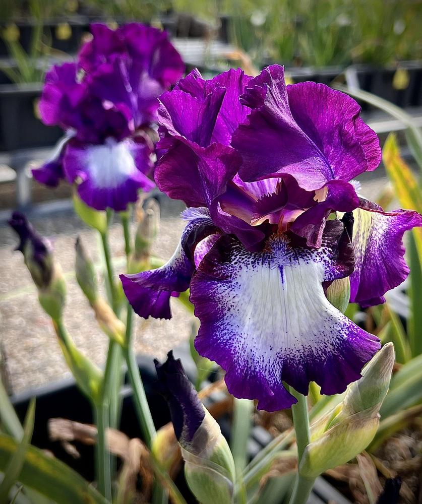 Photo of Tall Bearded Iris (Iris 'Palace Gossip') uploaded by LizzyLegs