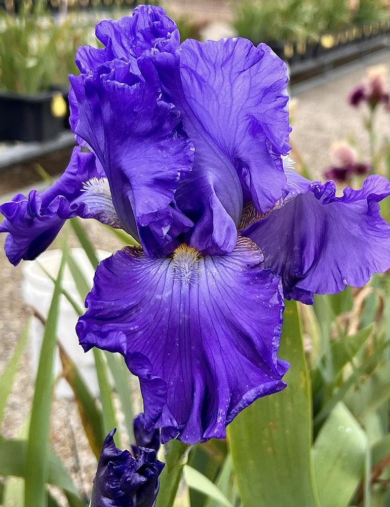 Photo of Tall Bearded Iris (Iris 'Big Boss') uploaded by LizzyLegs