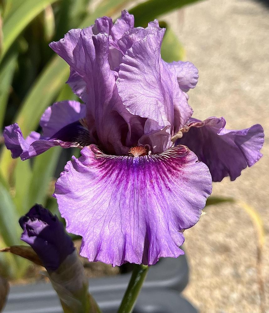 Photo of Tall Bearded Iris (Iris 'Ruby Haze') uploaded by LizzyLegs