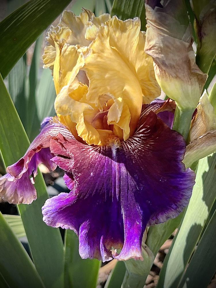 Photo of Tall Bearded Iris (Iris 'Final Episode') uploaded by LizzyLegs