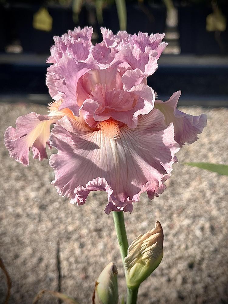 Photo of Tall Bearded Iris (Iris 'Social Graces') uploaded by LizzyLegs