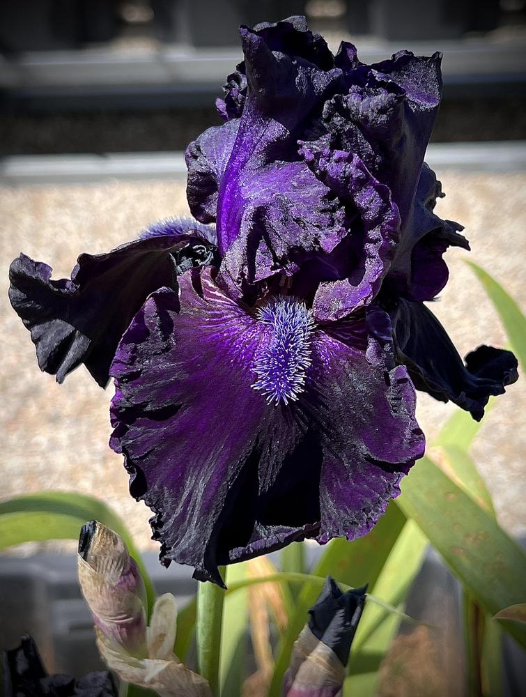 Photo of Tall Bearded Iris (Iris 'Obsidian') uploaded by LizzyLegs