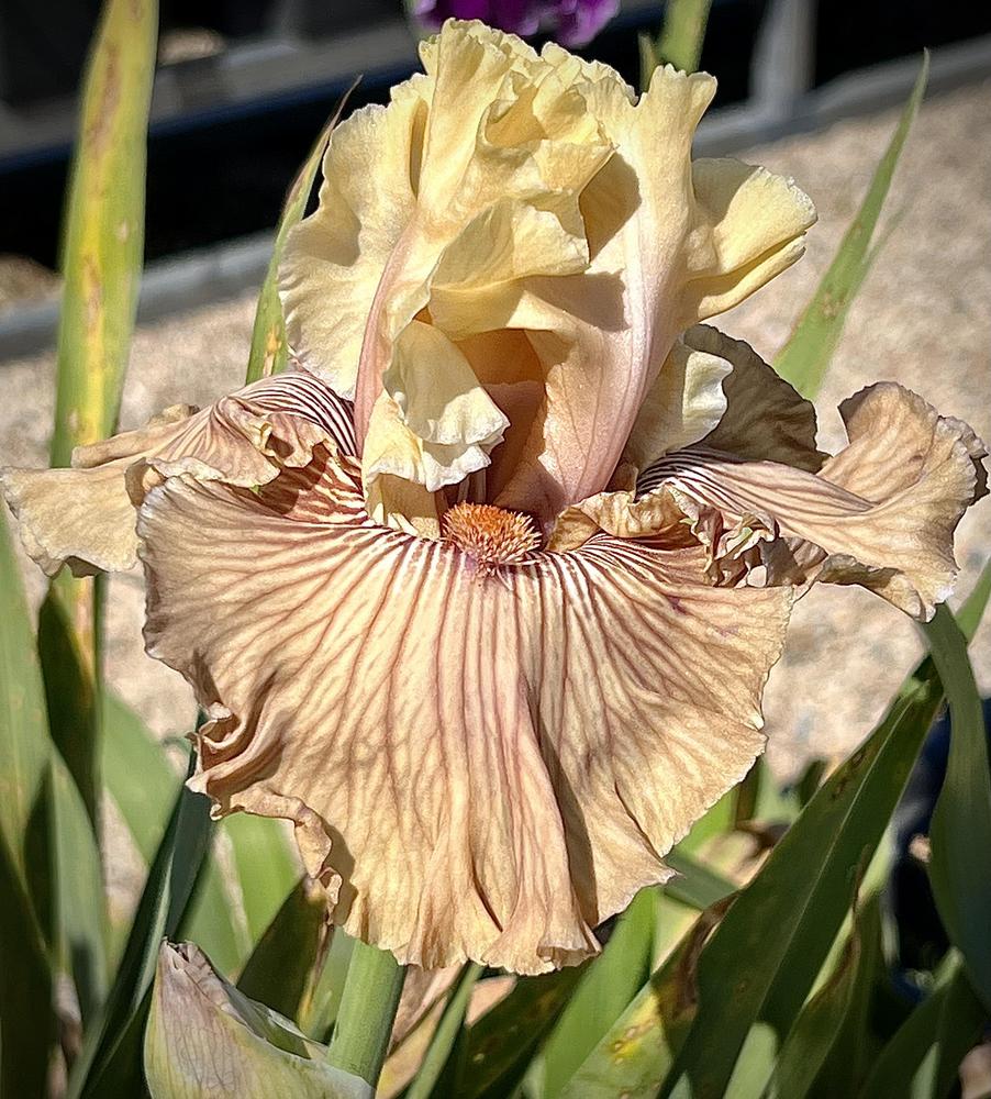 Photo of Tall Bearded Iris (Iris 'Just Crazy') uploaded by LizzyLegs