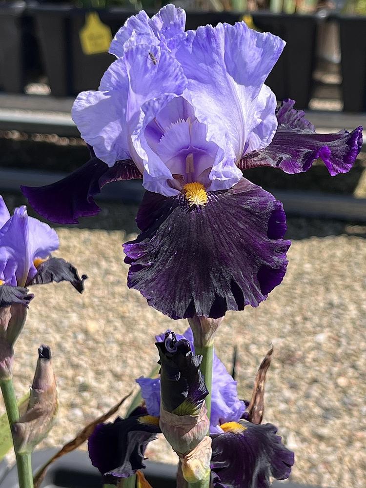 Photo of Tall Bearded Iris (Iris 'Habit') uploaded by LizzyLegs
