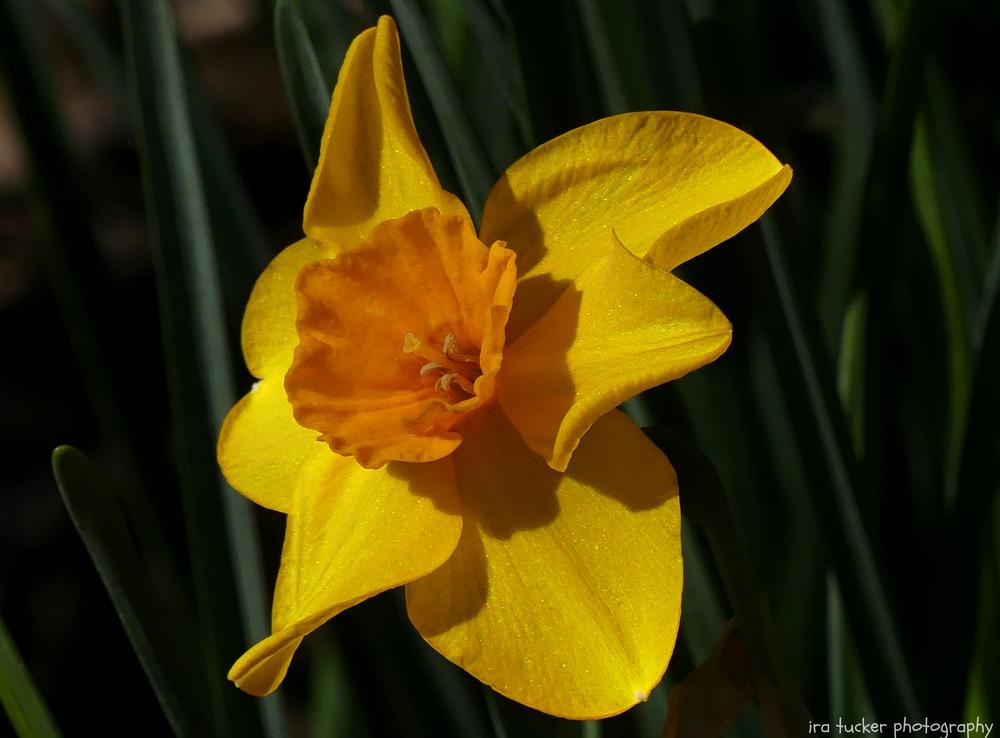 Photo of Jonquilla Daffodil (Narcissus 'Pappy George') uploaded by drirastucker