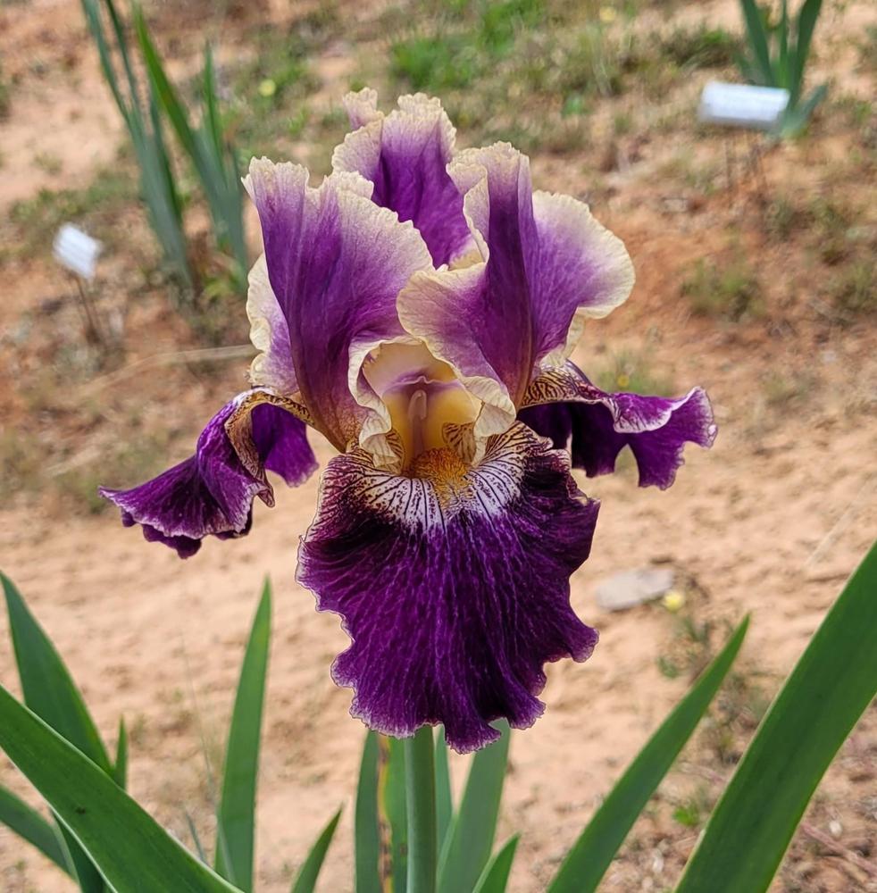 Photo of Tall Bearded Iris (Iris 'Let's Be Friends') uploaded by Bitoftrouble
