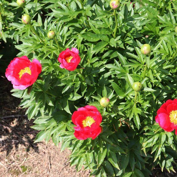Photo of Garden Peony (Paeonia 'Brightness') uploaded by Calif_Sue