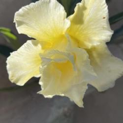 Location: My garden in Tampa, Florida
Date: 2024-04-07
A beautiful yellow x with single petals with yellow throat.
