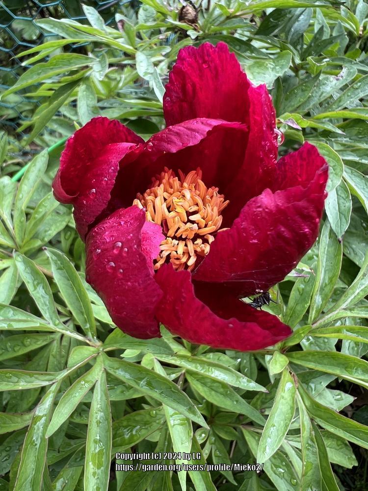 Photo of Hybrid Fern Leaf Peony (Paeonia 'Early Scout') uploaded by Mieko2