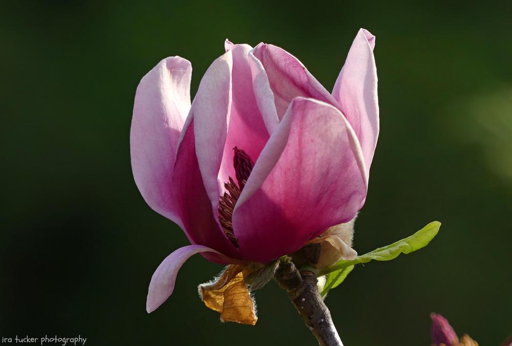 Photo of Magnolia 'Genie' uploaded by drirastucker