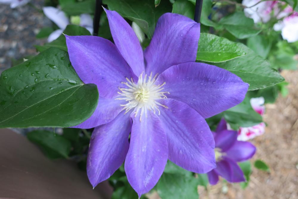 Photo of Clematis Diana's Delight™ uploaded by 2Dogsmother
