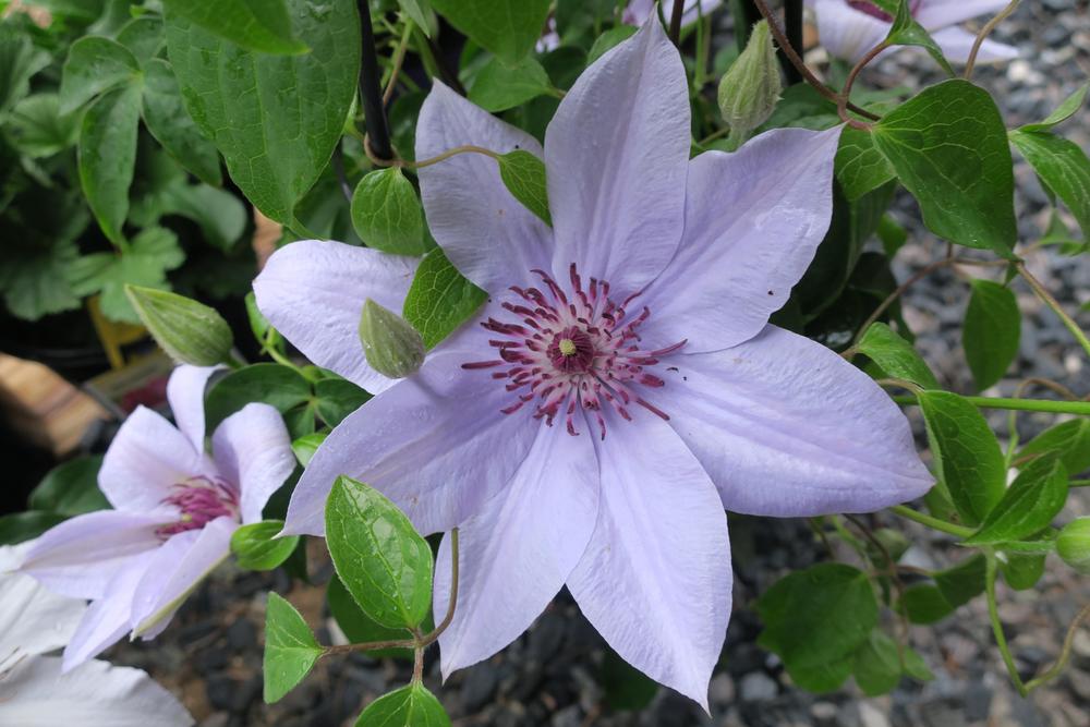 Photo of Clematis Bernadine™ uploaded by 2Dogsmother