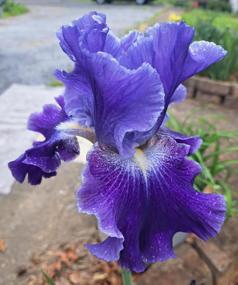 Photo of Tall Bearded Iris (Iris 'Daughter of Stars') uploaded by BlueRidgeGardener23