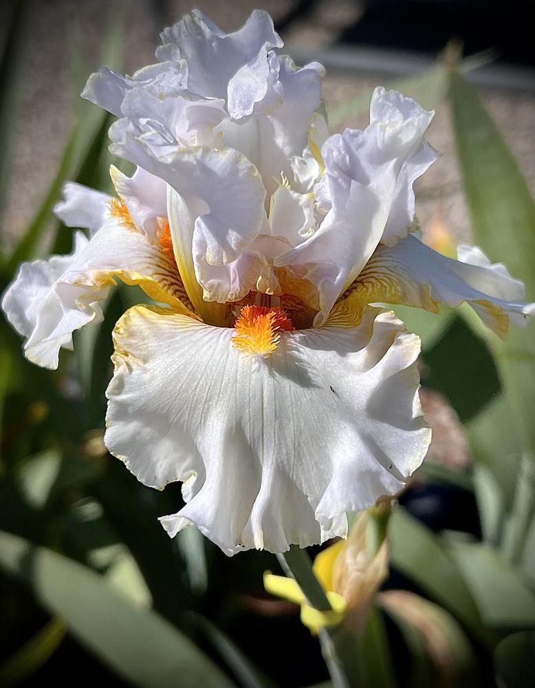 Photo of Tall Bearded Iris (Iris 'Stolen Sweets') uploaded by LizzyLegs