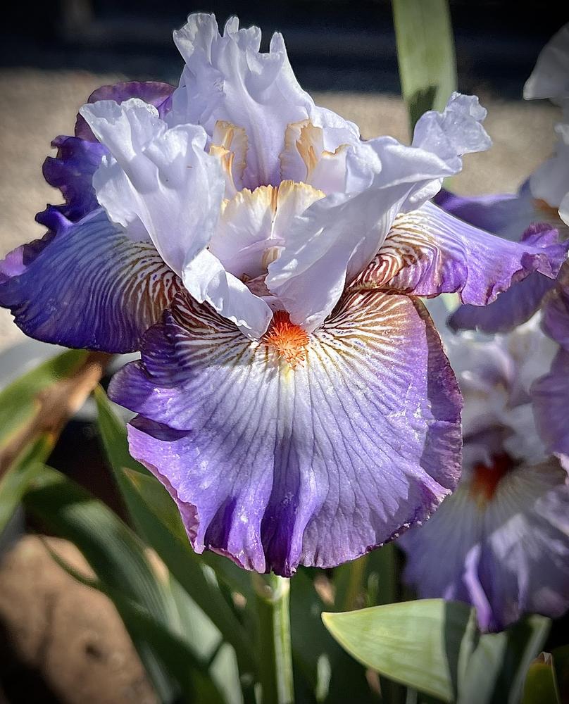 Photo of Tall Bearded Iris (Iris 'Arthouse') uploaded by LizzyLegs