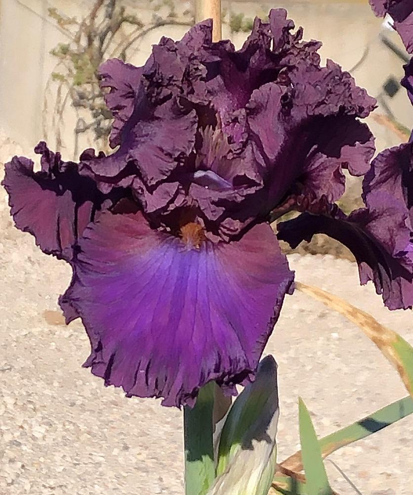 Photo of Tall Bearded Iris (Iris 'Thundermaker') uploaded by LizzyLegs