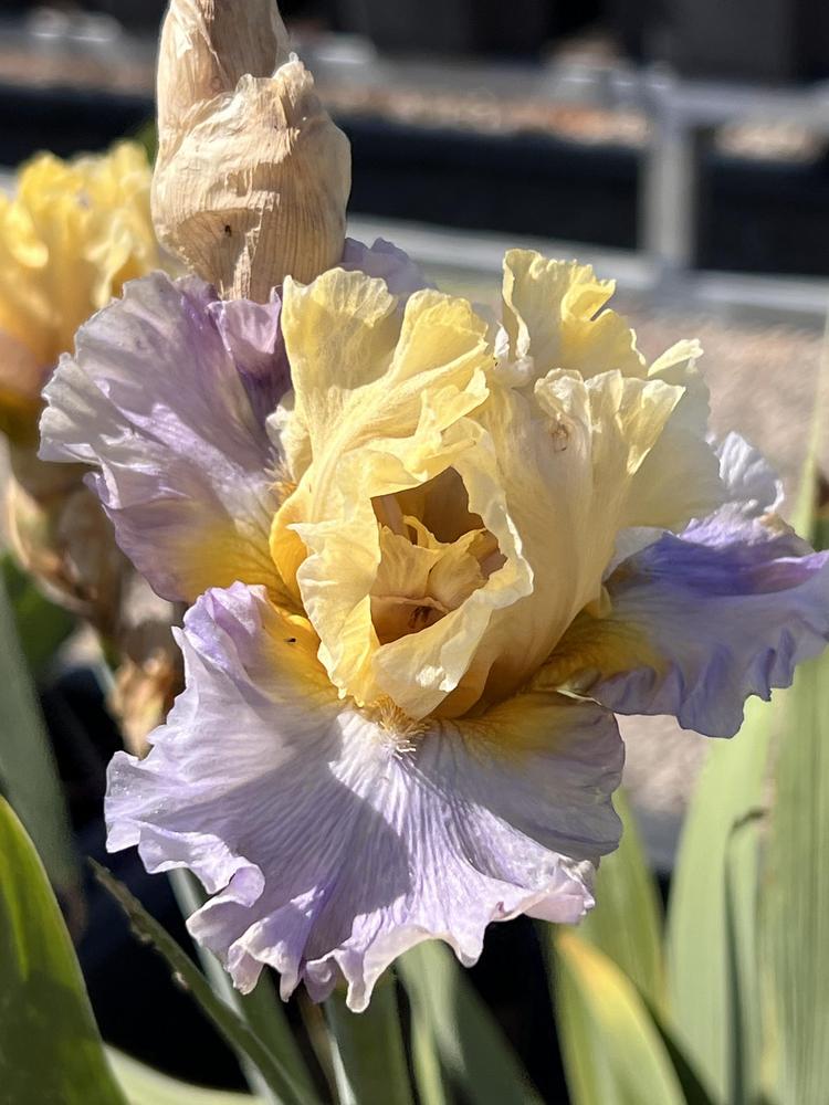 Photo of Tall Bearded Iris (Iris 'Swedish Lullaby') uploaded by LizzyLegs