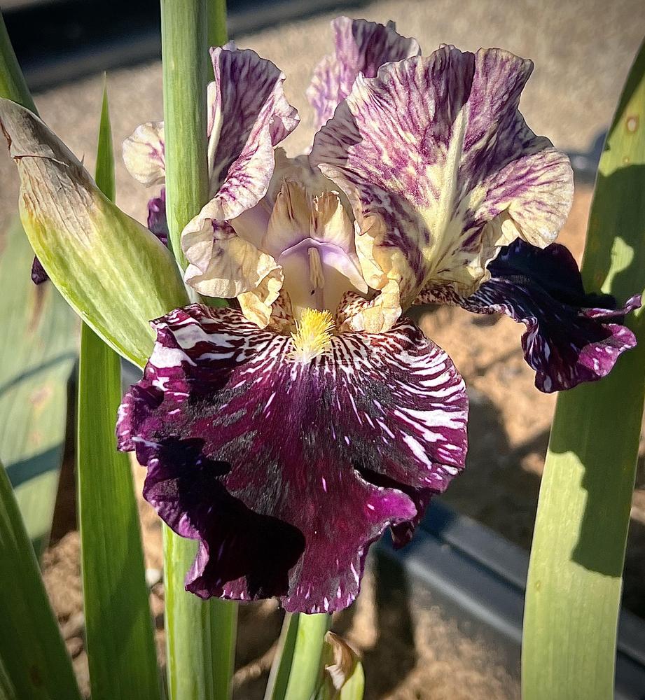 Photo of Tall Bearded Iris (Iris 'Gnus Flash') uploaded by LizzyLegs