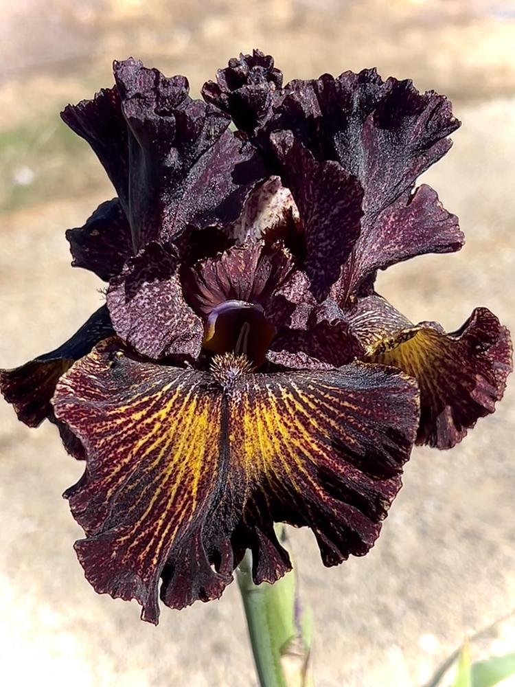 Photo of Tall Bearded Iris (Iris 'Dark Energy') uploaded by LizzyLegs