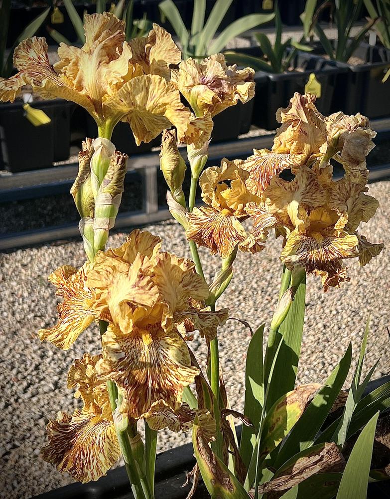 Photo of Tall Bearded Iris (Iris 'Tiger Honey') uploaded by LizzyLegs