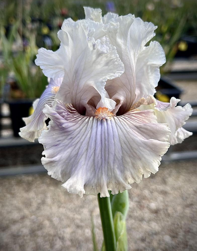 Photo of Tall Bearded Iris (Iris 'Ghost Writer') uploaded by LizzyLegs