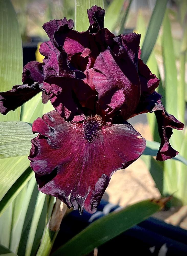 Photo of Tall Bearded Iris (Iris 'Rio Rojo') uploaded by LizzyLegs