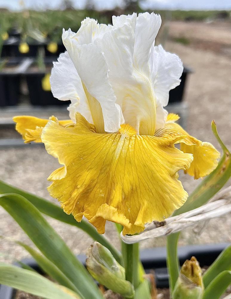 Photo of Tall Bearded Iris (Iris 'Aura Light') uploaded by LizzyLegs