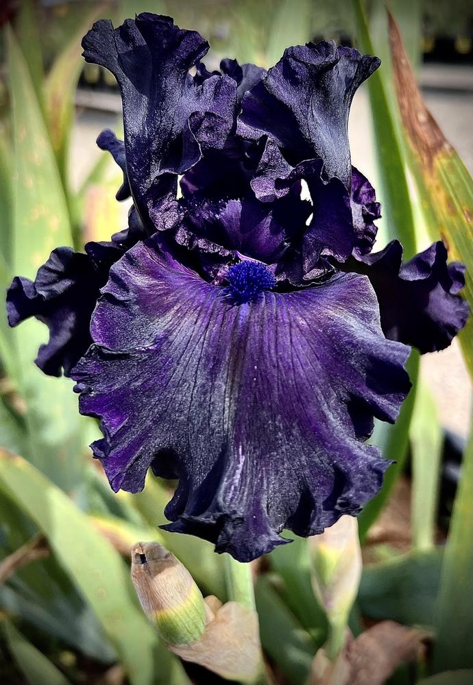 Photo of Tall Bearded Iris (Iris 'All Night Long') uploaded by LizzyLegs